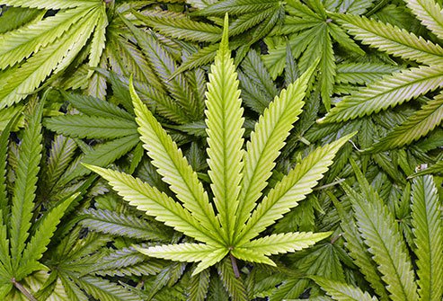 CARPHA EXECUTIVE DIRECTOR: “PROCEED WITH AN ABUNDANCE OF CAUTION” WITH DECRIMINALIZATION OF MARIJUANA