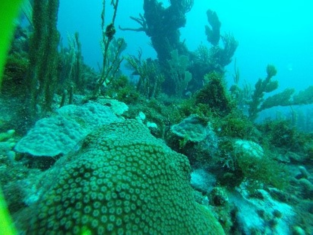 FIRST PHASE OF MARINE ECOLOGICAL ASSESSMENT COMPLETED IN ST. KITTS-NEVIS