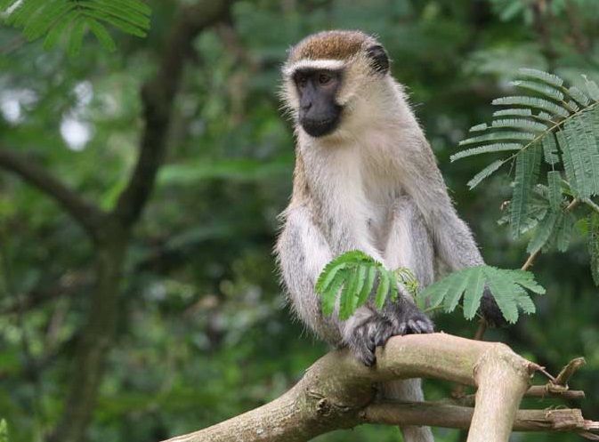DEPARTMENT OF AGRICULTURE RECEIVES FINANCING FOR PEST AND MONKEY CONTROL