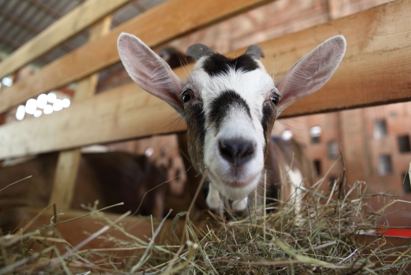 Small ruminant producers in Antigua and Barbuda will benefit from an IICA project funded by the Australian Aid Programme