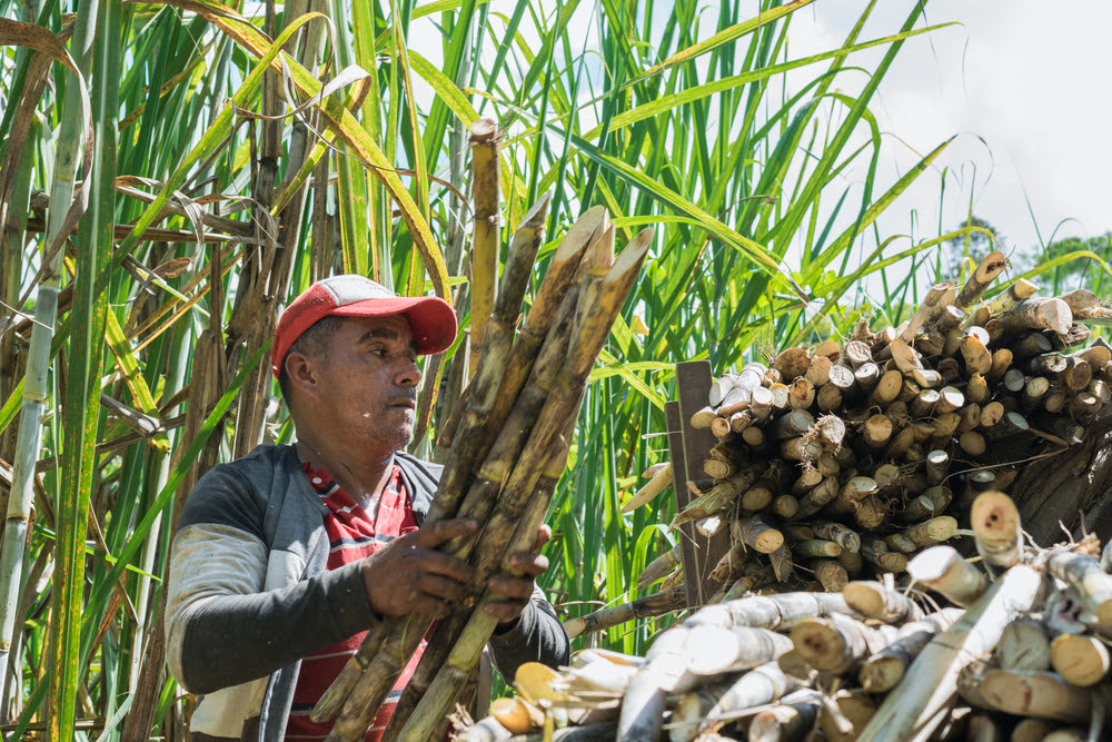 Panama is launching its State Agri-Food Policy, designed with assistance from IICA and aimed at making agriculture a driving force for economic and social development