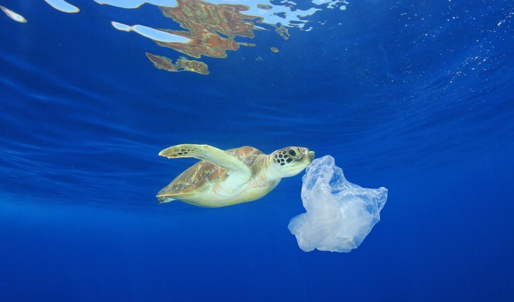 MINISTER OF ENVIRONMENT WARNS ABOUT HEALTH RISKS ASSOCIATED WITH MICROPLASTICS